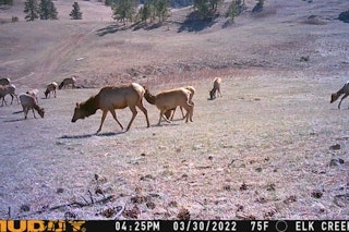 Antlerless Elk Late Season (Trespass Fee + Cabin Stay)