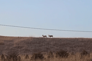 Deer Hunt (Whitetail or Mule Deer)