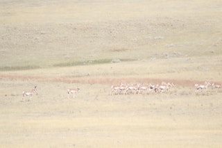 Antelope Hunt | 3-Day/3-Night Minimum