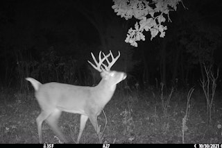 5-Day Whitetail Rifle Hunt