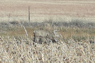  Archery Mule Deer Hunt (Discounted for Pre-Rifle)