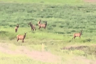 Hunt Montana's New 390 Elk