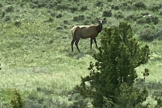 Hunt Montana's New 390 Elk