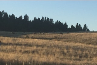 5-Day Elk Hunt (Discounted Daily Rate)