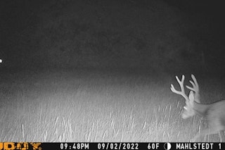 Deer or Antelope or Turkey Hunt | No Lodging