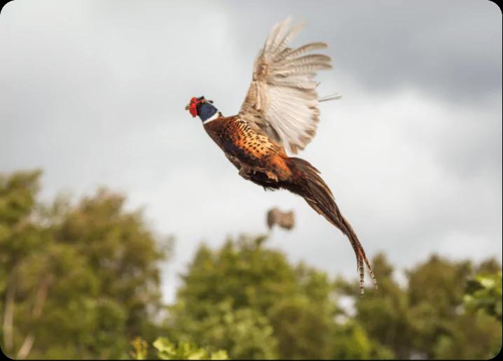 Explore upland hunting opportunities in the Great Plains