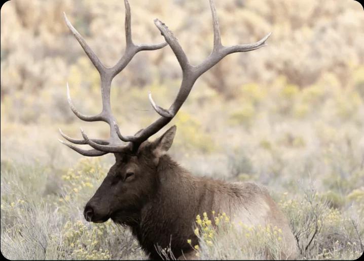 Explore big game hunting opportunities in the Western US