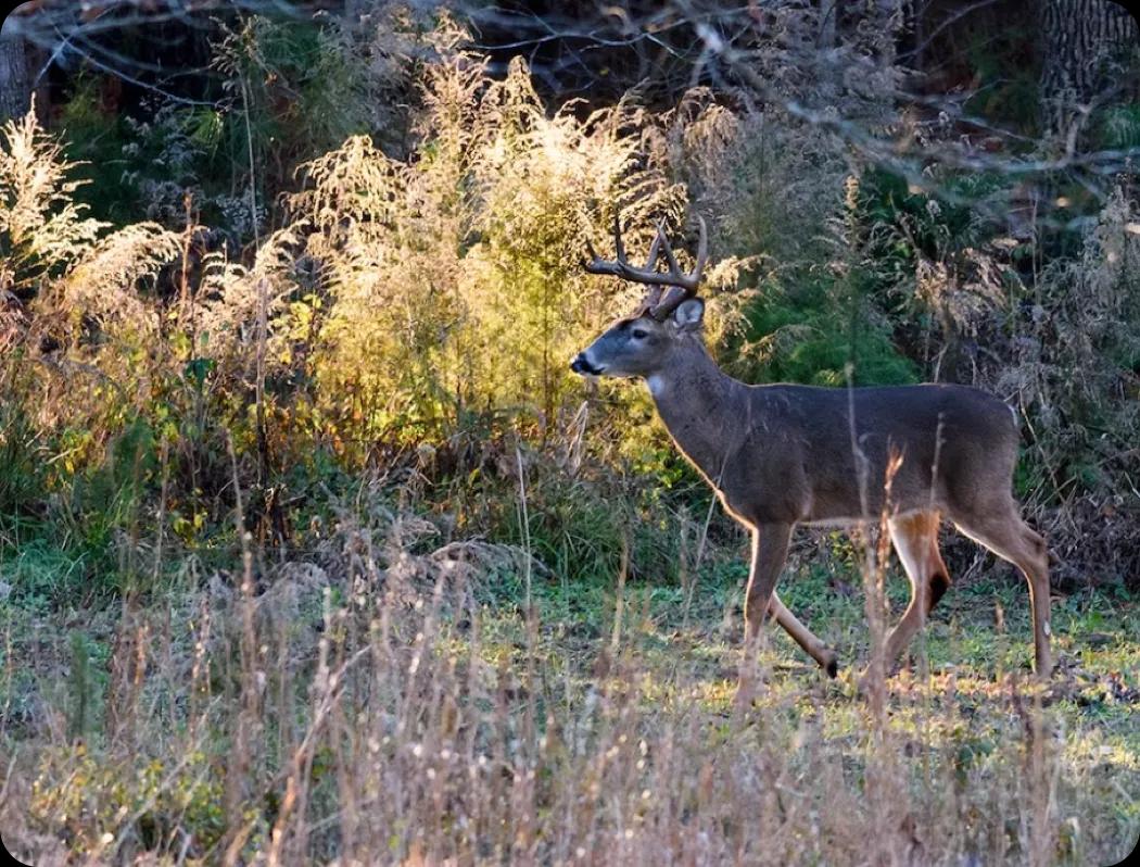 Explore whitetail hunting opportunities in the Midwest