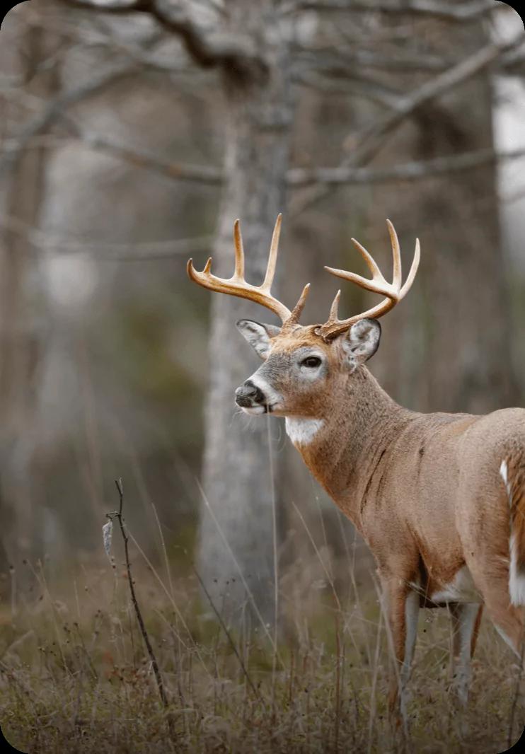 Explore Kansas whitetail hunting opportunities