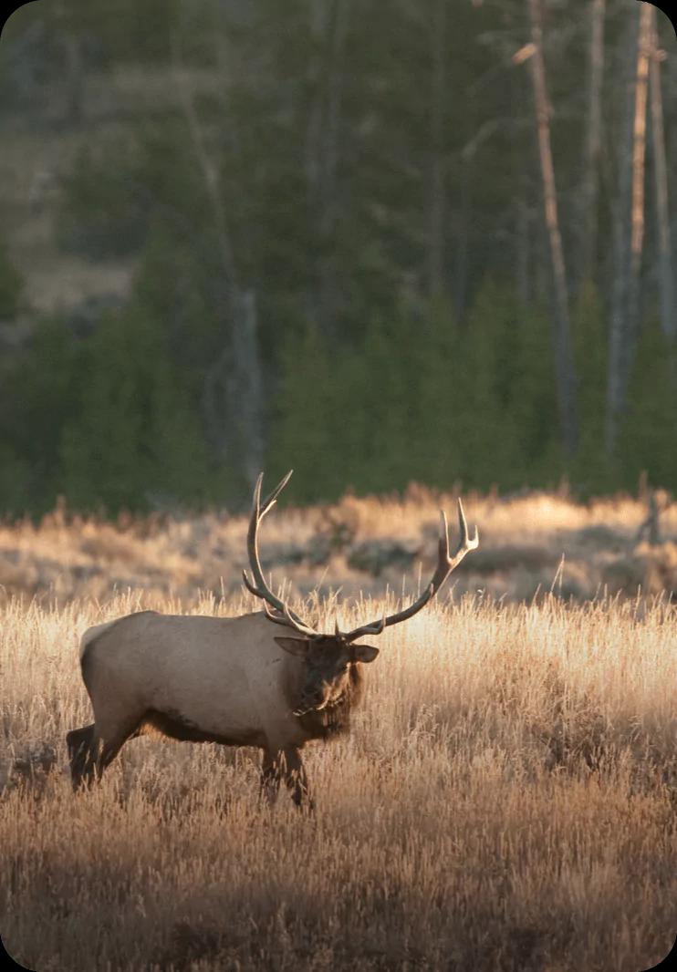 Explore Montana elk hunting opportunities