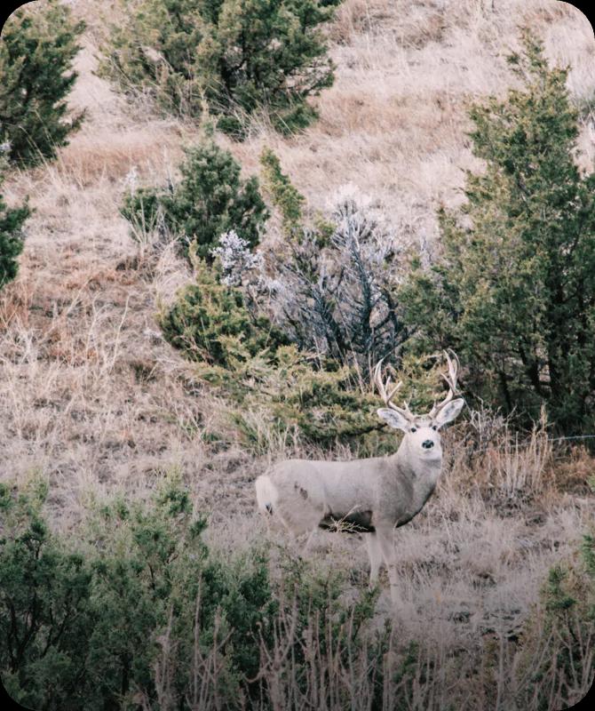 Explore Nebraska deer hunting opportunities