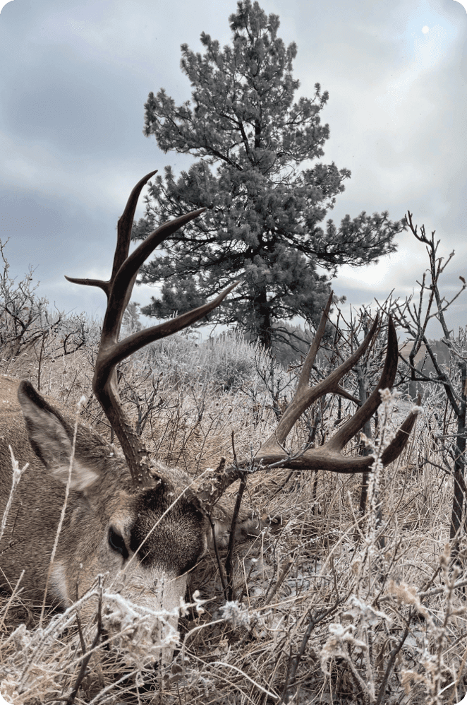 Hunt Mule Deer in Montana On Private Land LandTrust
