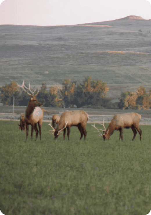 Hunt Elk in Nebraska On Private Land | LandTrust