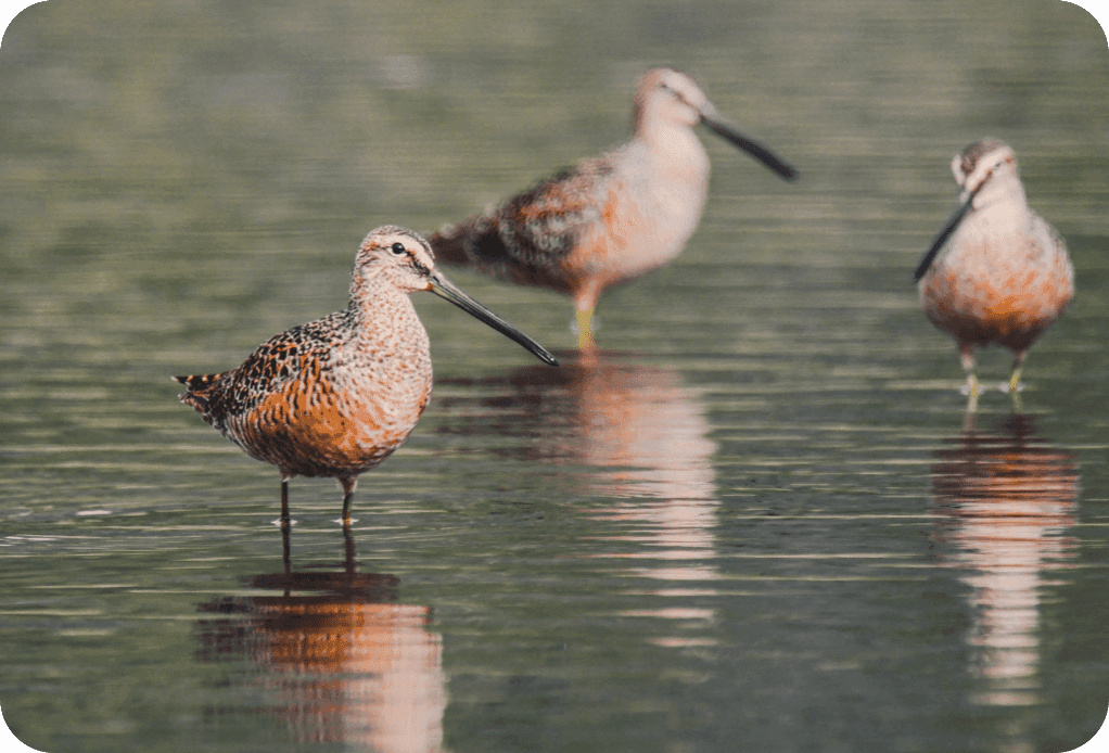 birdwatching