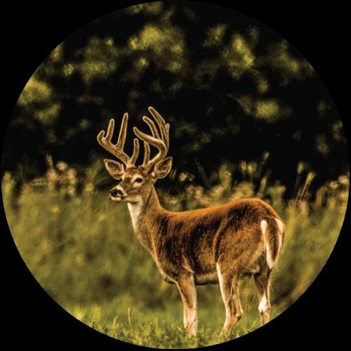 View Whitetail packages
