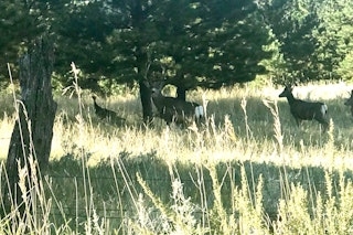 Archery Mule Deer Hunt