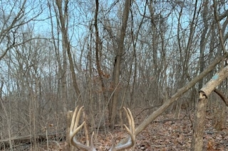 Pre or Post Rut Whitetail Hunt