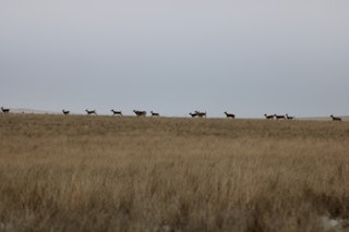 Whitetail AND Antelope