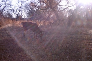 Archery Deer Hunt
