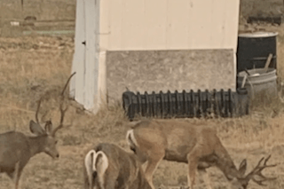 2-Night Stay with Hunting | Elk or Deer