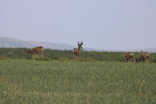 Archery Deer Hunt (Mule Deer or Whitetail)