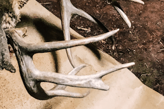 Rifle Semi-Guided Deer Hunt (Mule Deer or Whitetail)