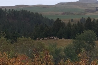 Archery Deer Elk Hunt