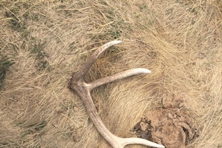 Archery Deer Elk Hunt