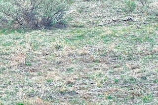 Spring Turkey Hunt