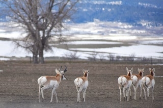 Antelope Hunt | Lodging at the Cline Mancamp