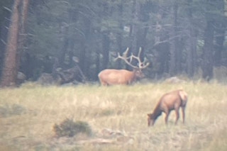 5-Day Elk Hunt 