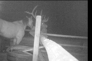 5-Day/4-Night Archery Elk Hunt