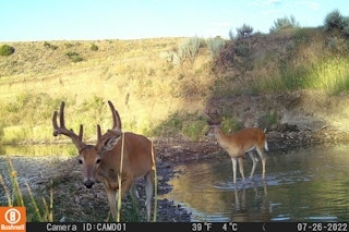 Whitetail or Mule Deer Hunt
