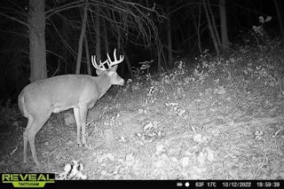 5-Day Whitetail Rifle Hunt