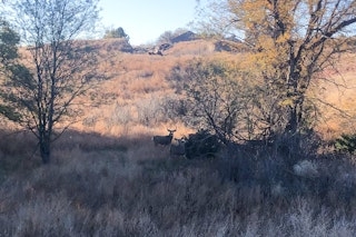 Spot and Stalk Deer Hunt