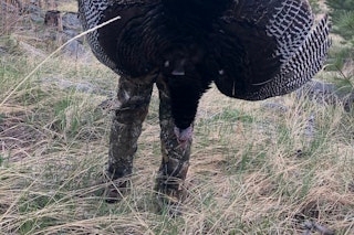 Merriam's Turkey Hunt
