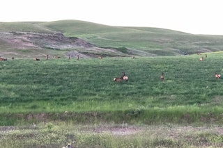 Shoulder Season Cow Elk Hunt