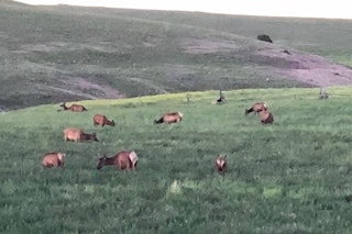 Shoulder Season Cow Elk Hunt