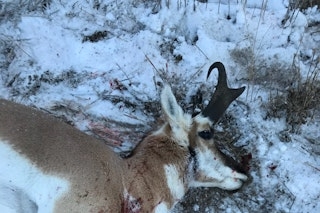 Montana 371 Antelope Rifle Hunt