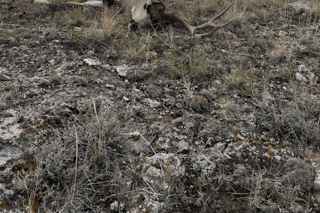 Montana 380 Mule Deer Rifle Hunt