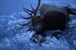 Montana 380 Elk Hunt