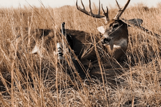 Rifle Whitetail Hunt