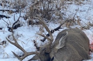 6-Day/5-Night Elk & Deer Rifle Hunt | 2 Hunter Minimum