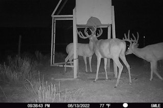 4-Day Deer Hunt
