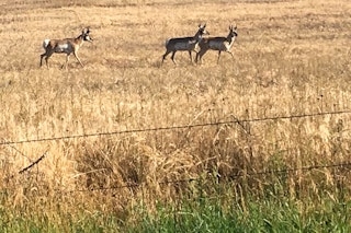 Antelope Hunt