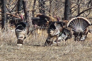 Spring Merriam's Turkey Hunt