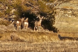 Freezer Filler Mule Deer Doe Hunt