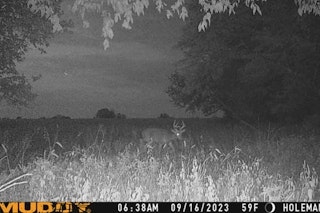 Whitetail Deer Hunt