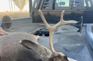 Mule Deer Buck Hunt