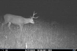 6-day/5-nights Archery Deer/Elk Hunt